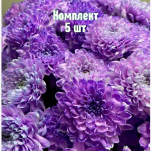 Саженцы хризантемы Барка - комплект 5 шт.