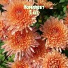 Саженцы хризантемы Белочка - комплект 5 шт.