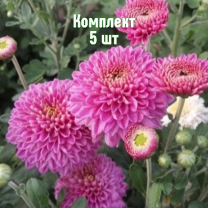 Саженцы хризантемы Бленда Пурпле - комплект 5 шт.