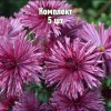 Саженцы хризантемы Бузков Ёжик - комплект 5 шт.