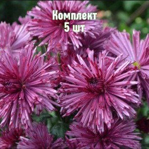 Саженцы хризантемы Бузков Ёжик - комплект 5 шт.