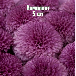 Саженцы хризантемы Густав - комплект 5 шт.