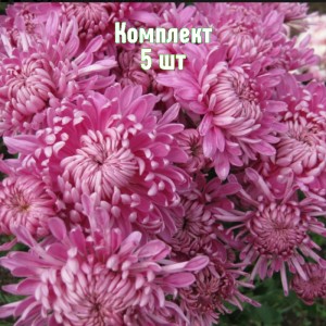 Саженцы хризантемы Индус - комплект 5 шт.