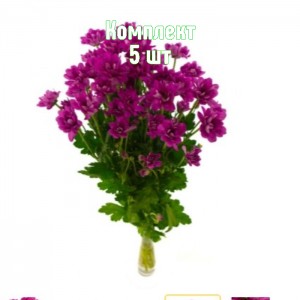 Саженцы хризантемы Мемфис Дарк - комплект 5 шт.