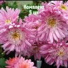 Саженцы хризантемы Метеорит - комплект 5 шт.