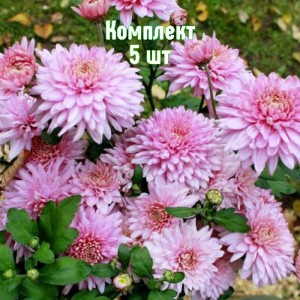 Саженцы хризантемы Розовый фламинго - комплект 5 шт.