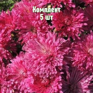 Саженцы хризантемы Танго - комплект 5 шт.