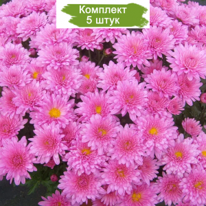 Саженцы сиреневой хризантемы мультифлоры Урсула ПИНК (Ursula Pink) -  комплект 5 шт.