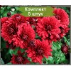 Саженцы среднецветковой хризантемы бордовой Юрий Гагарин -  комплект 5 шт.