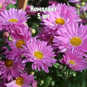 Саженцы хризантемы Звезда Подмосковья - комплект 5 шт.