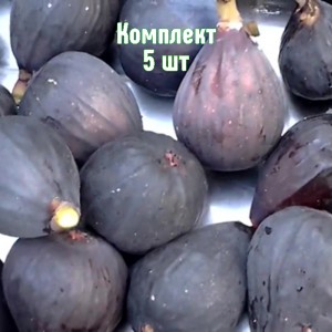 Саженец инжира Черный принц - комплект 5 шт.