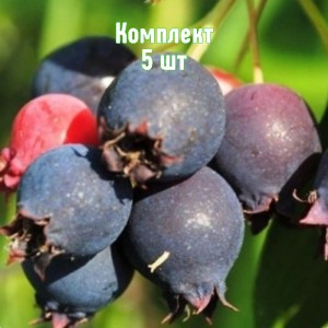 Саженцы ирги Красноярской - комплект 5 шт.