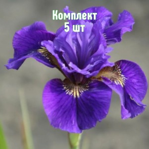 Луковицы ирисов сибирский Рафелд Вельвет - комплект 5 шт.