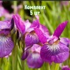 Луковицы ирисов сибирский Роуз Квест - комплект 5 шт.