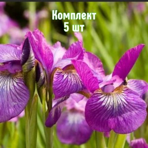 Луковицы ирисов сибирский Роуз Квест - комплект 5 шт.