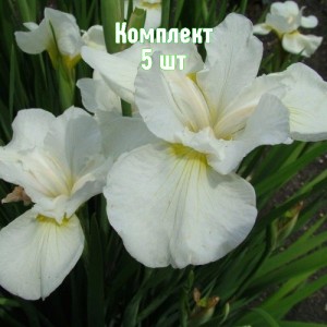 Луковицы ирисов сибирский Сноу Квин - комплект 5 шт.