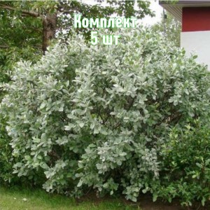 Саженцы ивы Пепельной - комплект 5 шт.