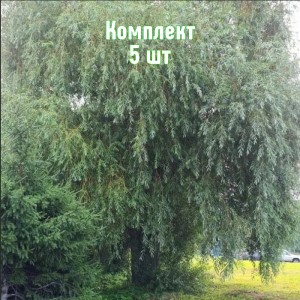 Саженцы ивы плакучей Памяти Бажова - комплект 5 шт.