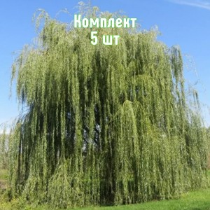 Саженцы ивы плакучей Памяти Миндовского - комплект 5 шт.