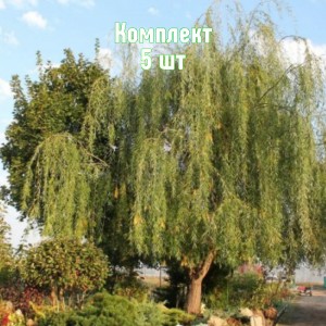 Саженцы ивы плакучей Шатер - комплект 5 шт.