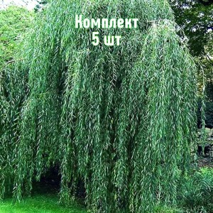 Саженцы ивы плакучей Водопад - комплект 5 шт.