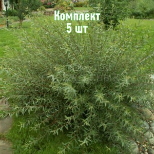 Саженцы ивы шаровидной Нана - комплект 5 шт.