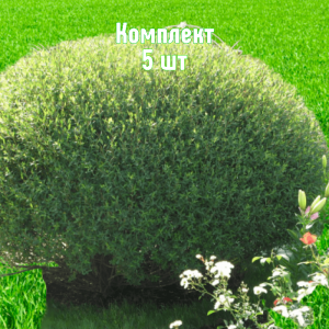 Саженцы ивы шаровидной Пурпурной - комплект 5 шт.