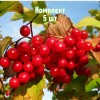 Саженцы калины Красная Гроздь - комплект 5 шт.