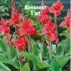 Клубни канны Миссис Оклахома - комплект 5 шт.