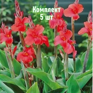 Клубни канны Миссис Оклахома - комплект 5 шт.