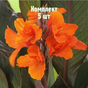 Клубни канны Вайоминг - комплект 5 шт.