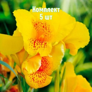 Клубни канны Йеллоу Хамберт - комплект 5 шт.