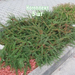 Саженцы кизильника горизонтального Перпусиллис - комплект 5 шт.