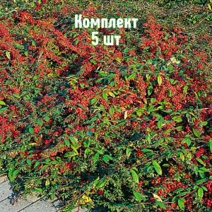 Саженцы кизильника горизонтального Коралловая Феерия - комплект 5 шт.
