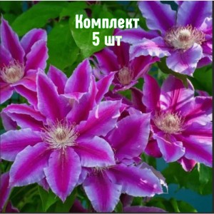Саженцы клематиса Акаиши - комплект 5 шт.
