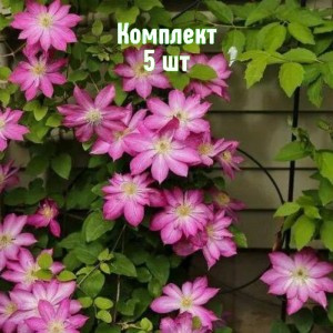 Саженцы клематиса Асао - комплект 5 шт.