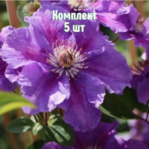 Саженцы клематиса Ашва - комплект 5 шт.