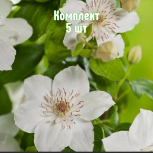 Саженцы клематиса Дестини - комплект 5 шт.