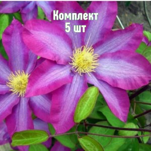 Саженцы клематиса Какио - комплект 5 шт.