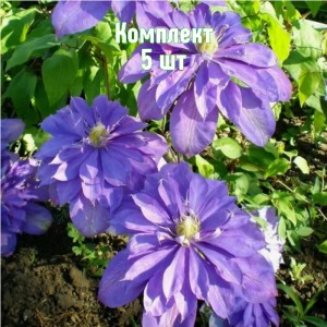 Саженцы клематиса Кантес оф Лавлейс - комплект 5 шт.