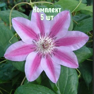 Саженцы клематиса Капитана Туллекса - комплект 5 шт.