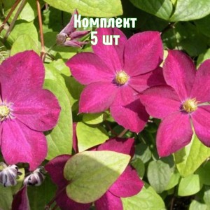 Саженцы клематиса Мадам Эдуард Андре - комплект 5 шт.