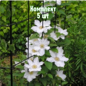 Саженцы клематиса Токи - комплект 5 шт.