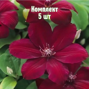 Саженцы клематиса Вестерплатте - комплект 5 шт.
