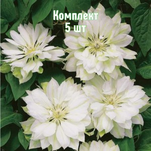 Саженцы клематиса Юкиокоши - комплект 5 шт.
