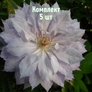 Саженцы клематиса Жакмана Альба - комплект 5 шт.