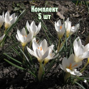 Луковицы крокуса Мисс Вейн - комплект 5 шт.