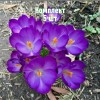 Луковицы крокуса Томазини Барс Пёрпл - комплект 5 шт.