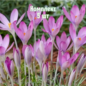 Луковицы крокуса Томазини Розеус - комплект 5 шт.