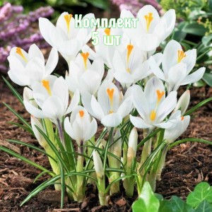 Луковицы крокуса Жанна Дарк - комплект 5 шт.